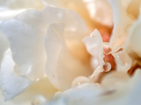 Close-up delicate Princess Miyuki rose pure white petals as nature background