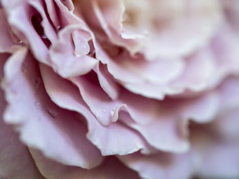 Close-up delicate Princess Kaori rose petals as nature background