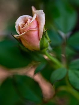 Roses begin to bloom the petals slowly bloom