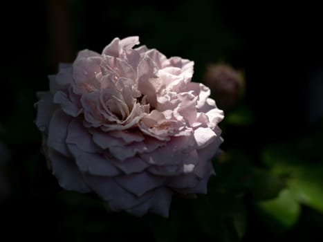 Shape and colors of Princess Kaori rose that bloom in Tropical climates