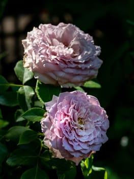 Shape and colors of Princess Kaori roses that bloom in Tropical climates