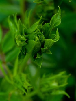 Princess Midori rose begin to bloom the green petals slowly bloom