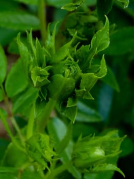 Princess Midori rose begin to bloom the green petals slowly bloom