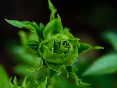 Princess Midori Roses begin to bloom the petals slowly bloom