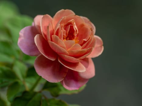 Shape and colors of Distant drums roses that blooming in Tropical climates