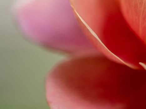 Close-up delicate The Distant drums rose petals as nature background