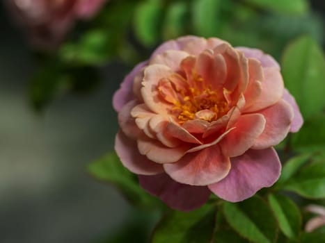 Shape and colors of Distant drums roses that blooming in Tropical climates