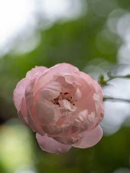 Shape and colors of Plume rose that blooming