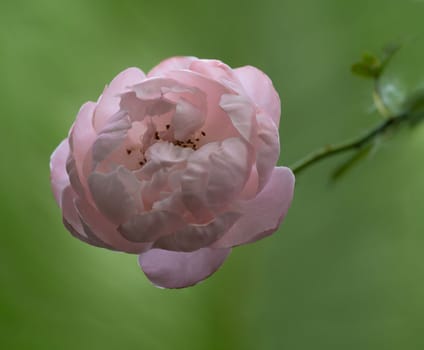 Shape and colors of Plume roses that bloom in Tropical climates