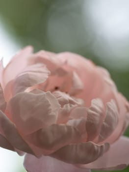 Shape and colors of Plume roses that bloom in Tropical climates