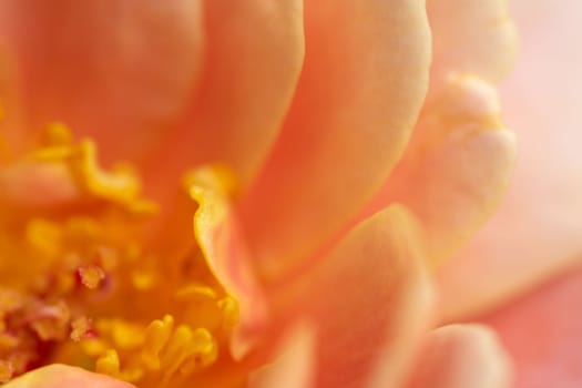 Close-up delicate rose pollens and petals as nature background