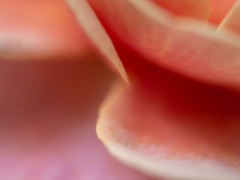 Close-up delicate Distant drums rose petals as nature background