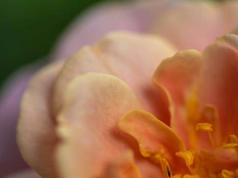 Close-up delicate rose pollens and petals as nature background