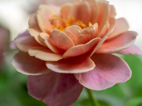 Close-up delicate Distant drums rose pollens and petals as nature background