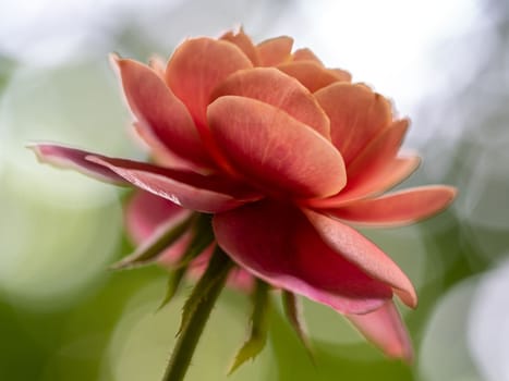 Shape and colors of Distant drums roses that bloom in Tropical climates