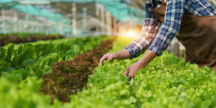 Asian business owner observed about growing organic in hydroponics farm. Growing organic vegetable and Green energy concept.