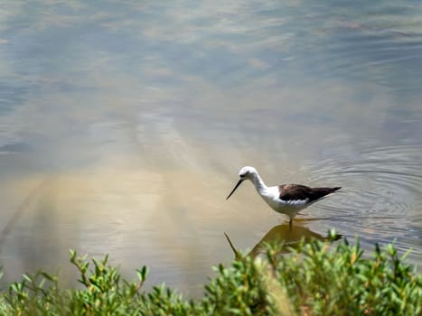 Black-winged stilt foraging for food in shallow waters of mangrove forests