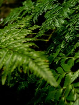 Leaves of Davallia denticulata polynesia Fern as green nature background