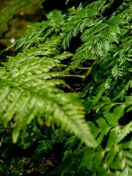 Leaves of Davallia denticulata polynesia Fern as green nature background