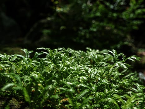 Full-frame texture background of Spike Moss fern leaves
