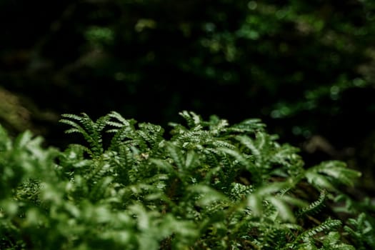 Full-frame texture background of Spike Moss fern leaves