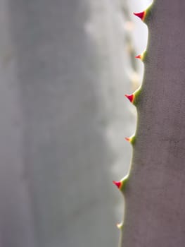 Agave succulent plant, close up white wax on freshness leaves with thorn of Agave leaf