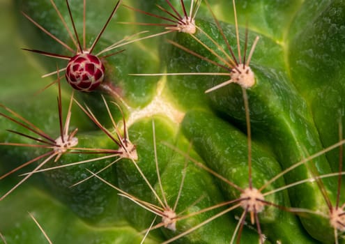 Flower buds and long thorns of cactus