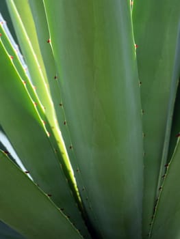 Agave succulent plant, close up white wax on freshness leaves with thorn of Agave leaf