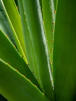 Agave succulent plant, close up white wax on freshness leaves with thorn of Agave leaf