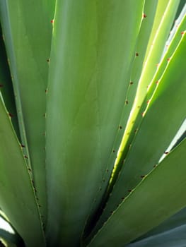 Agave succulent plant, close up white wax on freshness leaves with thorn of Agave leaf