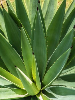 Agave succulent plant, close up white wax on freshness leaves with thorn of Agave leaf