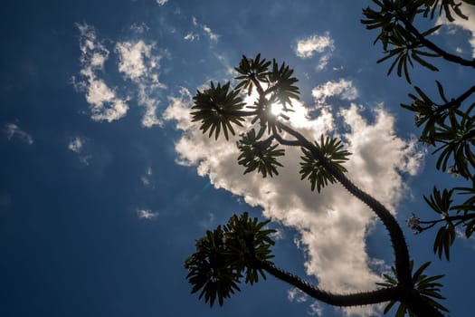 Low angle view of Madagascar palm the Spiky desert plant against blue sky