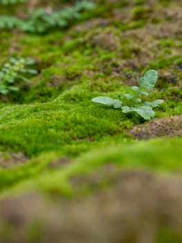 Close-up of freshness green moss growing covered on the moist stone floor, selective focus