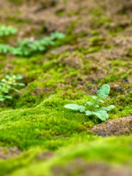 Close-up of freshness green moss growing covered on the moist stone floor, selective focus