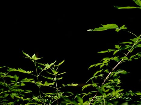 Leaves of Chinese Chastetree Vitex negundo in light in the garden