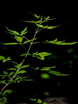 Leaves of Chinese Chastetree Vitex negundo in light in the garden