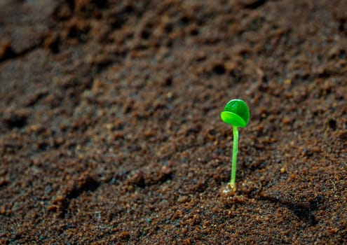 Young seeding sprout up on the moist soil