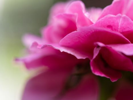 Close-up delicate Claude Brasseur rose petals as nature background