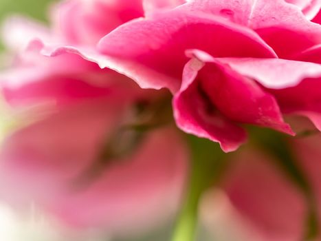 Close-up delicate Claude Brasseur rose petals as nature background