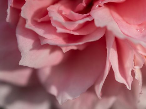 Close-up delicate Princess Meiko rose petals as nature background