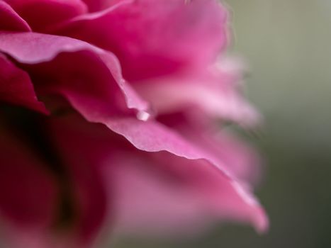 Close-up delicate Claude Brasseur rose petals as nature background