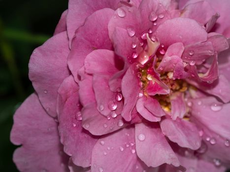 Close-up delicate Claude Brasseur rose petals as nature background