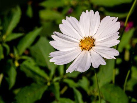 White color cosmos flowers in the flower field