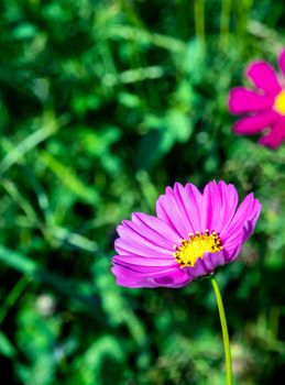 Pink color cosmos flowers in the flower field