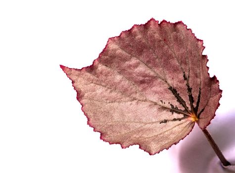 Sparkling silver shimmer on the surface of Begonia leaf