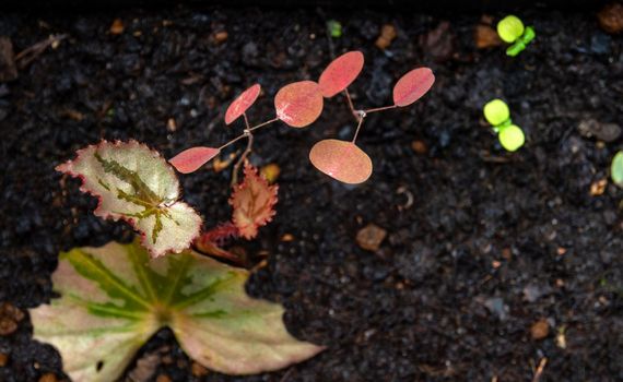 The Red Butterfly Wing (Christia vespertilionis) saplings in nursery tray