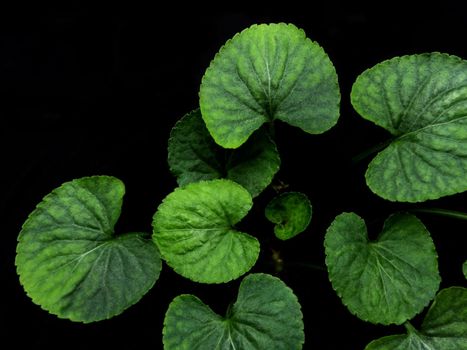 Green leaves of Viola plant on Black background