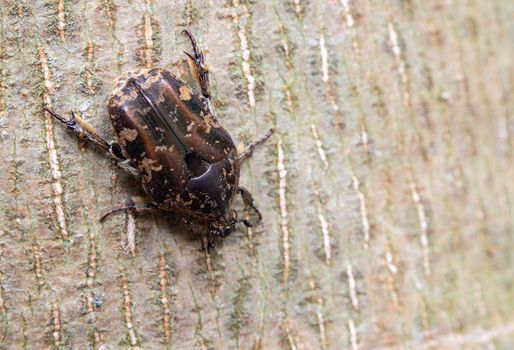 Hairy Chafer scarab crawl on the trunk of the tree