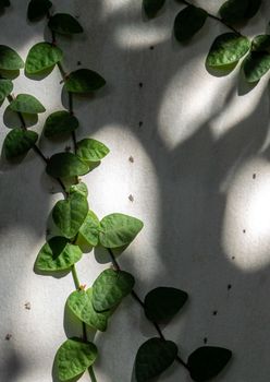 The Climbing Fig on the concrete wall in shade and light of sunlight