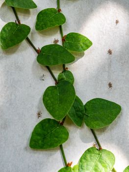 The Climbing Fig on the concrete wall in shade and light of sunlight